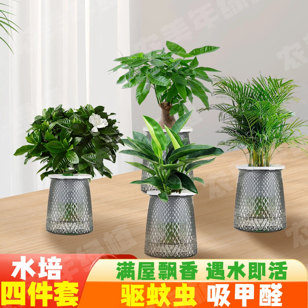 【到手四盆】栀子花发财树金钻富贵叶子水培绿植室内造景夏天小盆栽