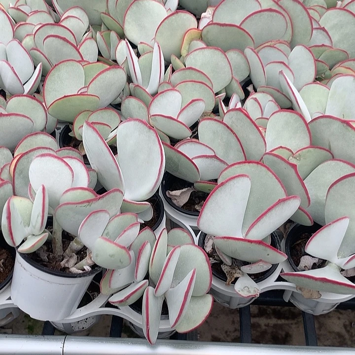 白眉多肉五头起发