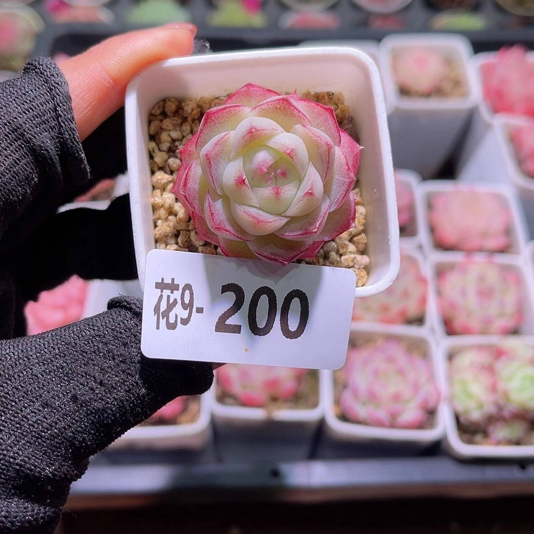 花09-200女王单头