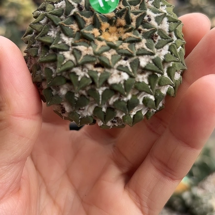 袖蒲苗接落地仙人球14