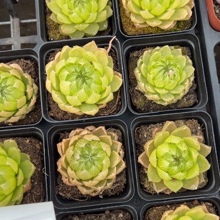 樱水晶一颗量拍多肉满20包邮