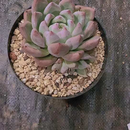 无花朵牙*婚多肉植物