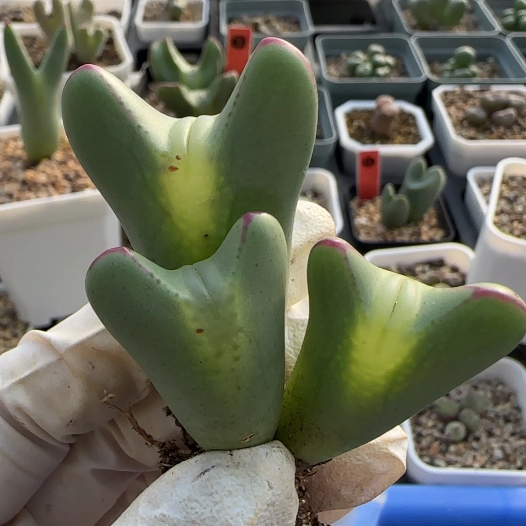 1-1-538当天满38包邮大眼超嘟嘟嘴皮卡丘脱土