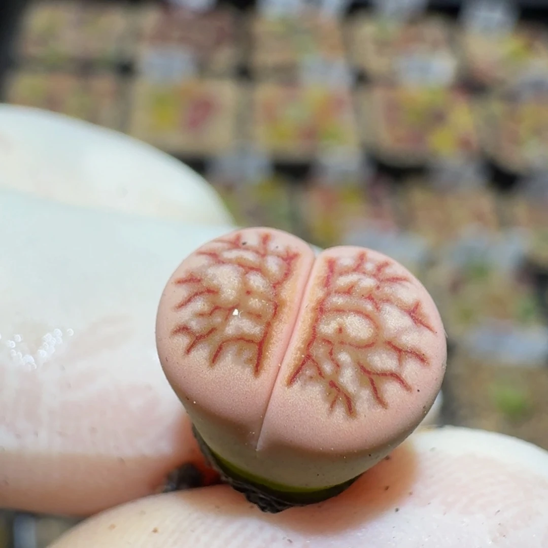 Ssss精品生石花320锦