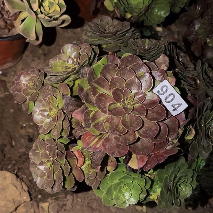 904花月夜多肉植物不售后