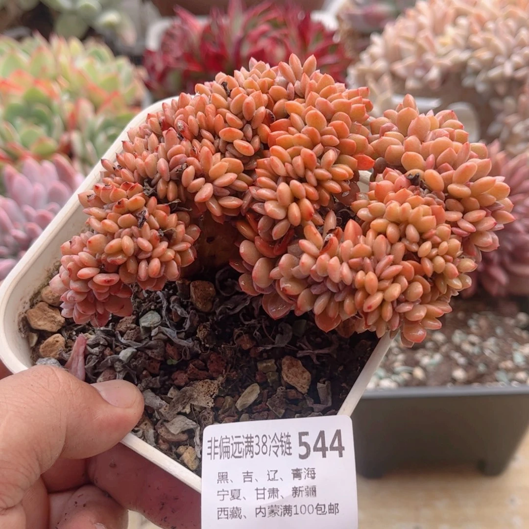 544黛比缀德华多肉