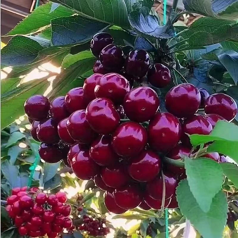 带果车厘子原盆土打木架发顺丰两棵