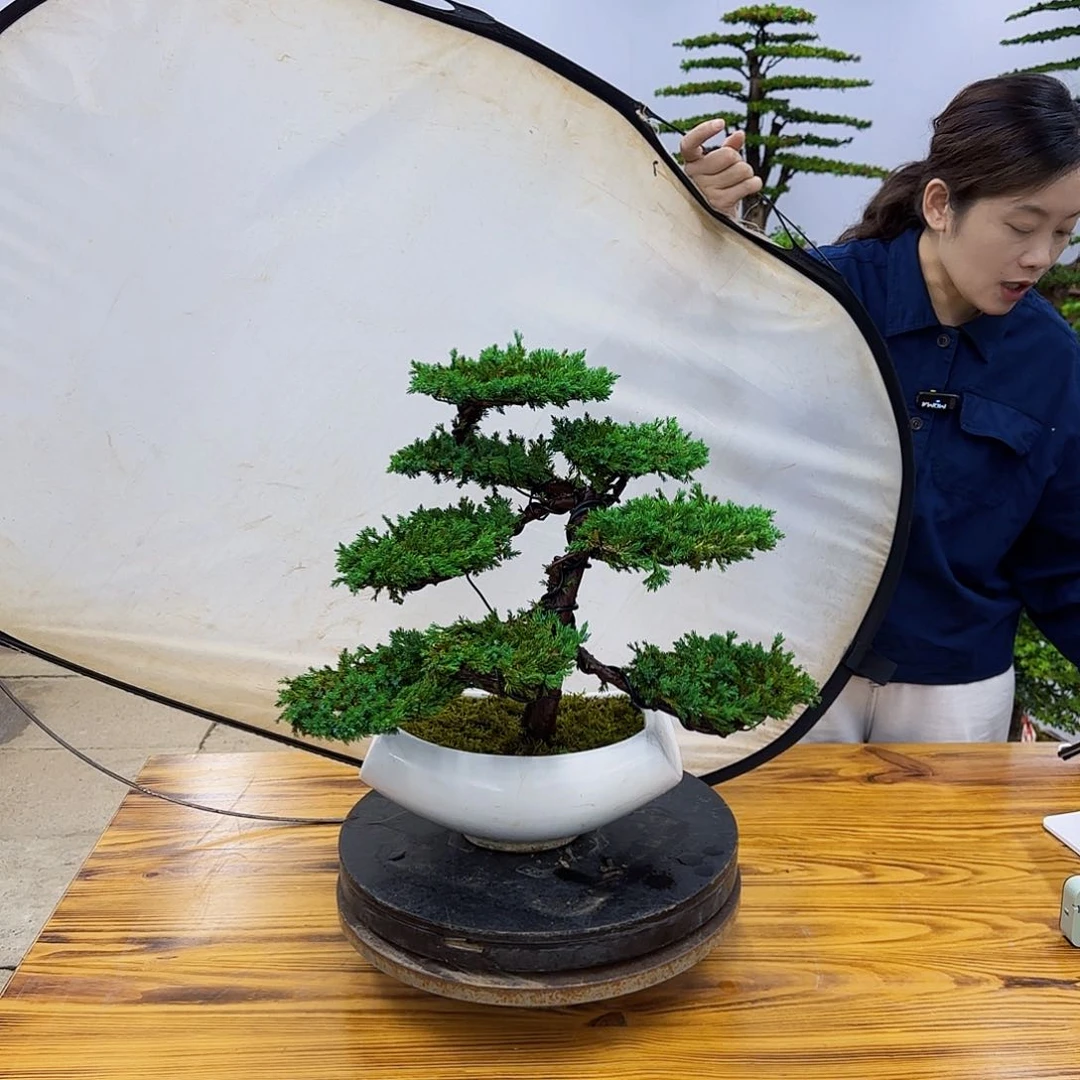 无花朵盆景直播间一物一拍