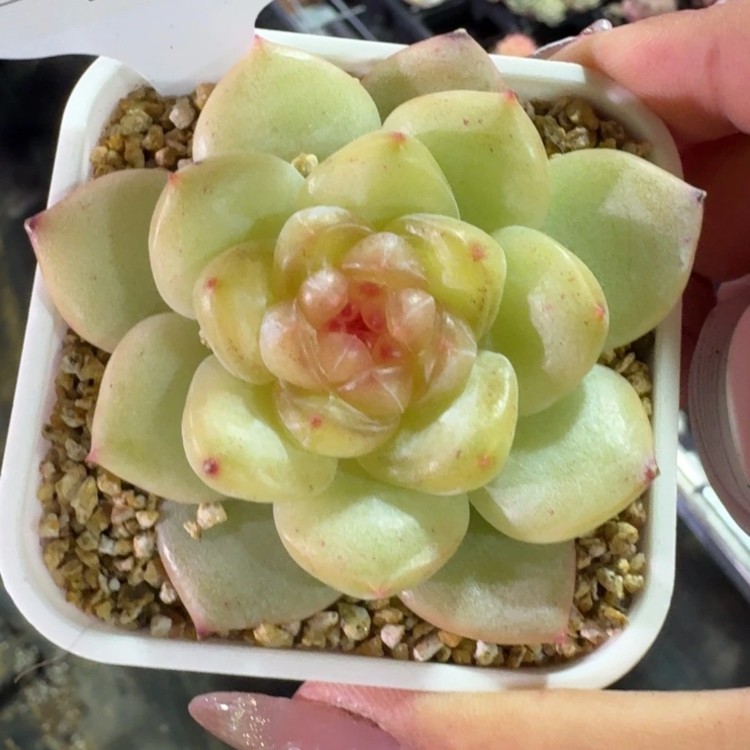 0228-巴洛克单头一颗