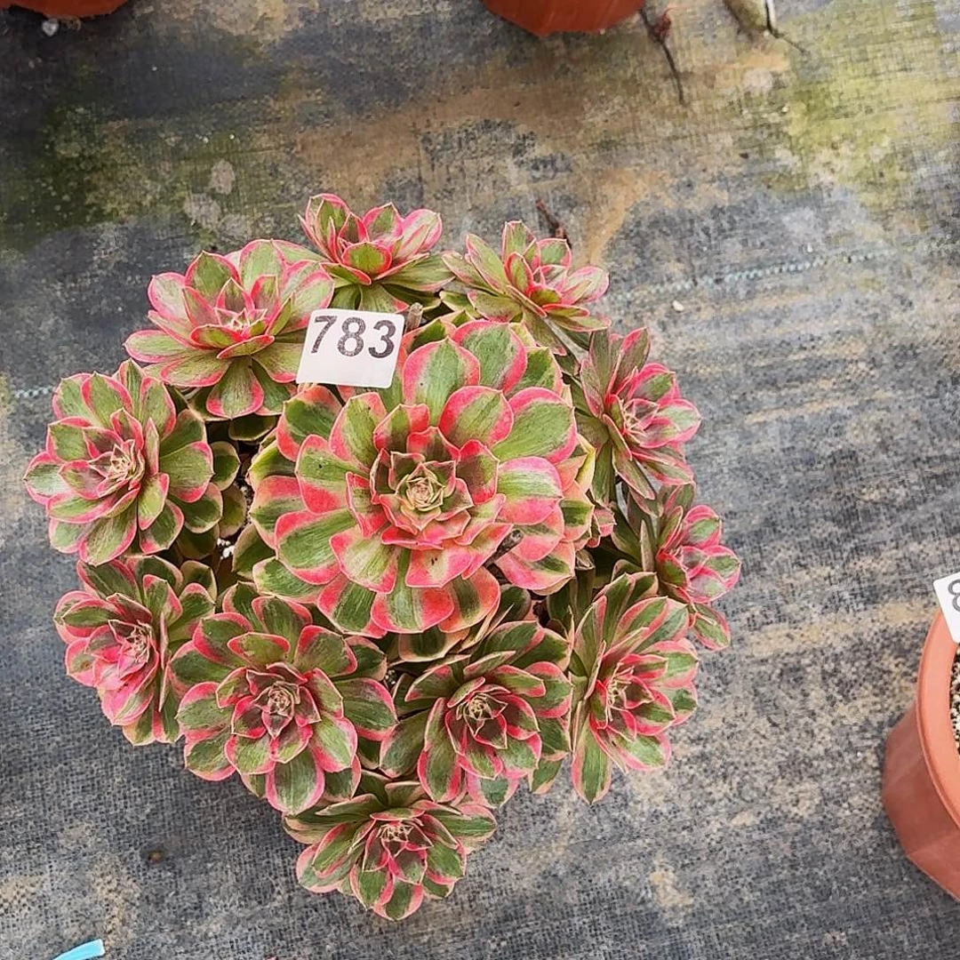 783云荷冠服30公分左右