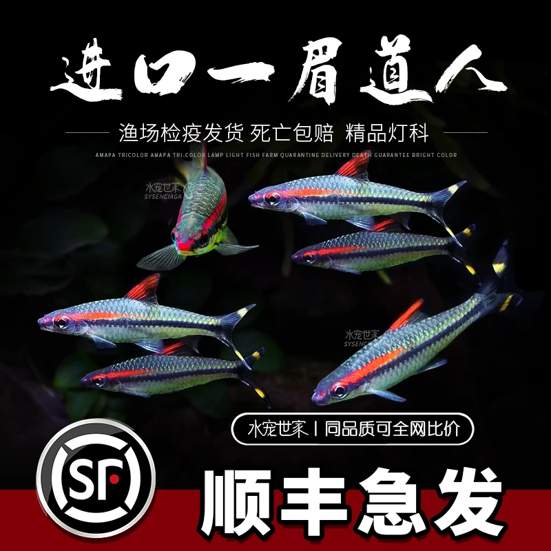 【发色好+眉很红】一眉道人鱼草缸热带群游观赏鱼活体红眉道人 顺丰