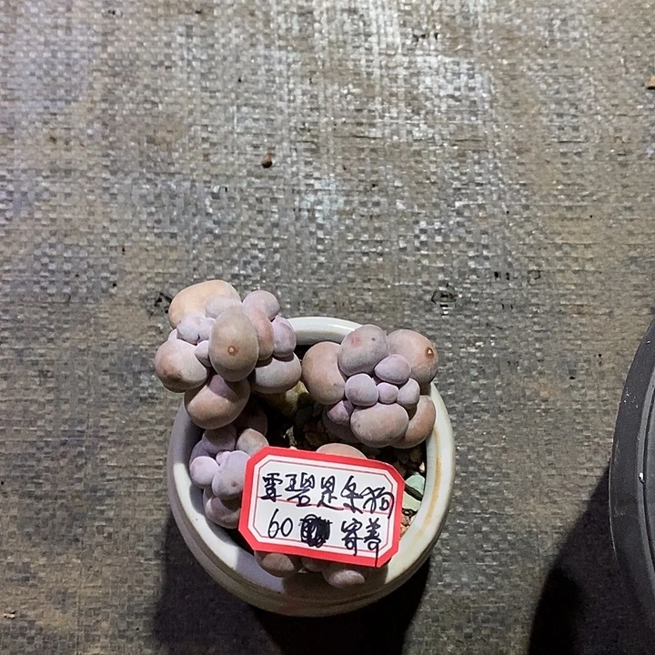 雪****胭脂精品多肉橙雪球