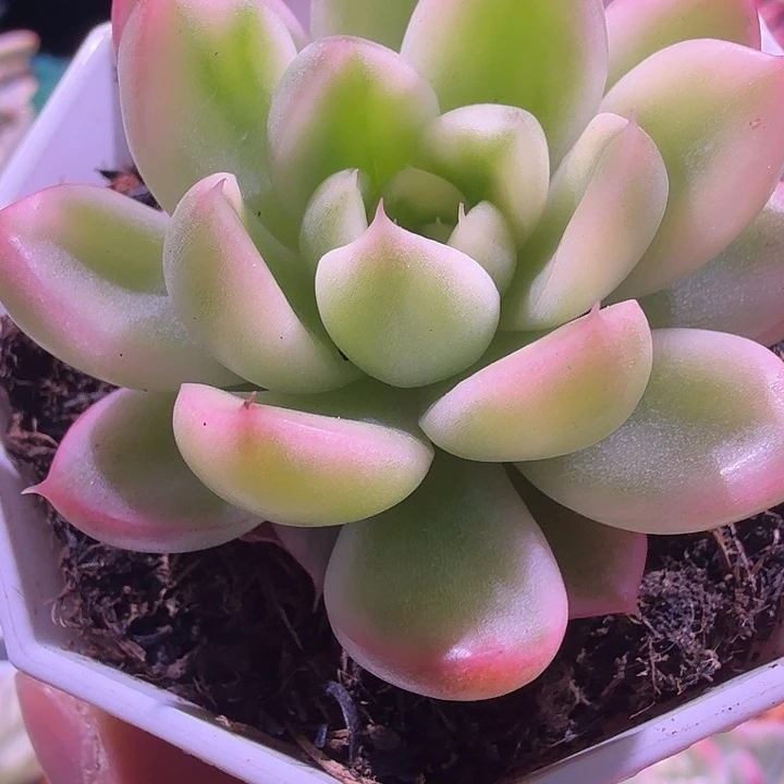 黄金石锦多肉锦植物