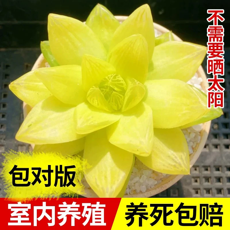 【满9.9包邮】黄金玉露6.5cm盆多肉植物以直播间展示为主
