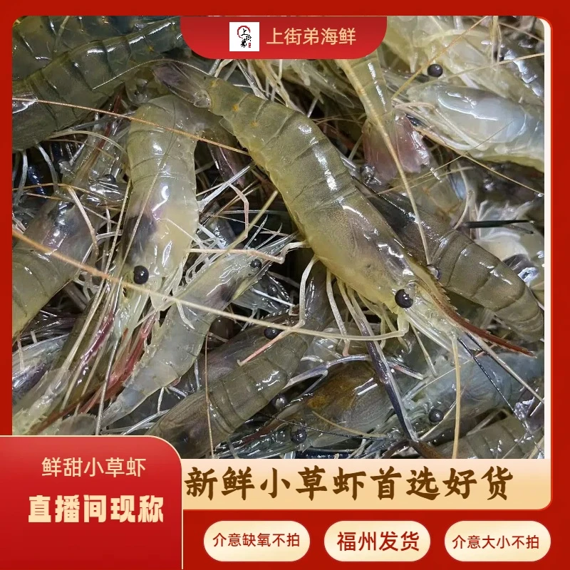 【鲜活小草虾】上街弟推荐肉质鲜甜 小规格 福州发货
