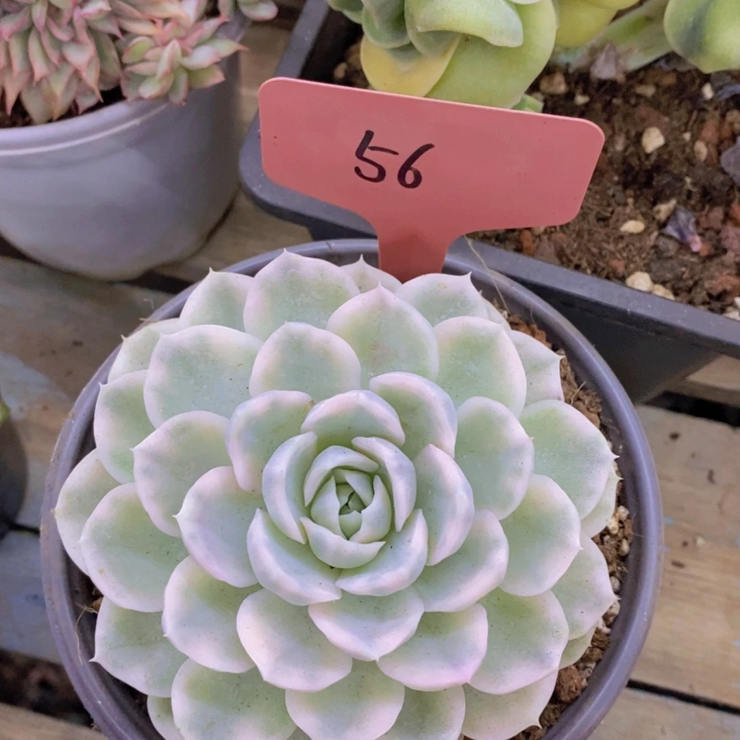 开心多肉，一物一拍