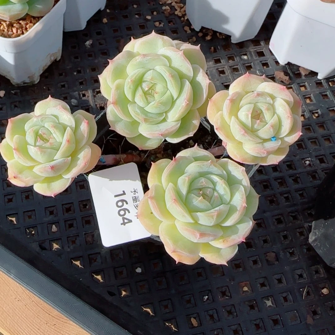 白芷珍妮，1664多肉植物
