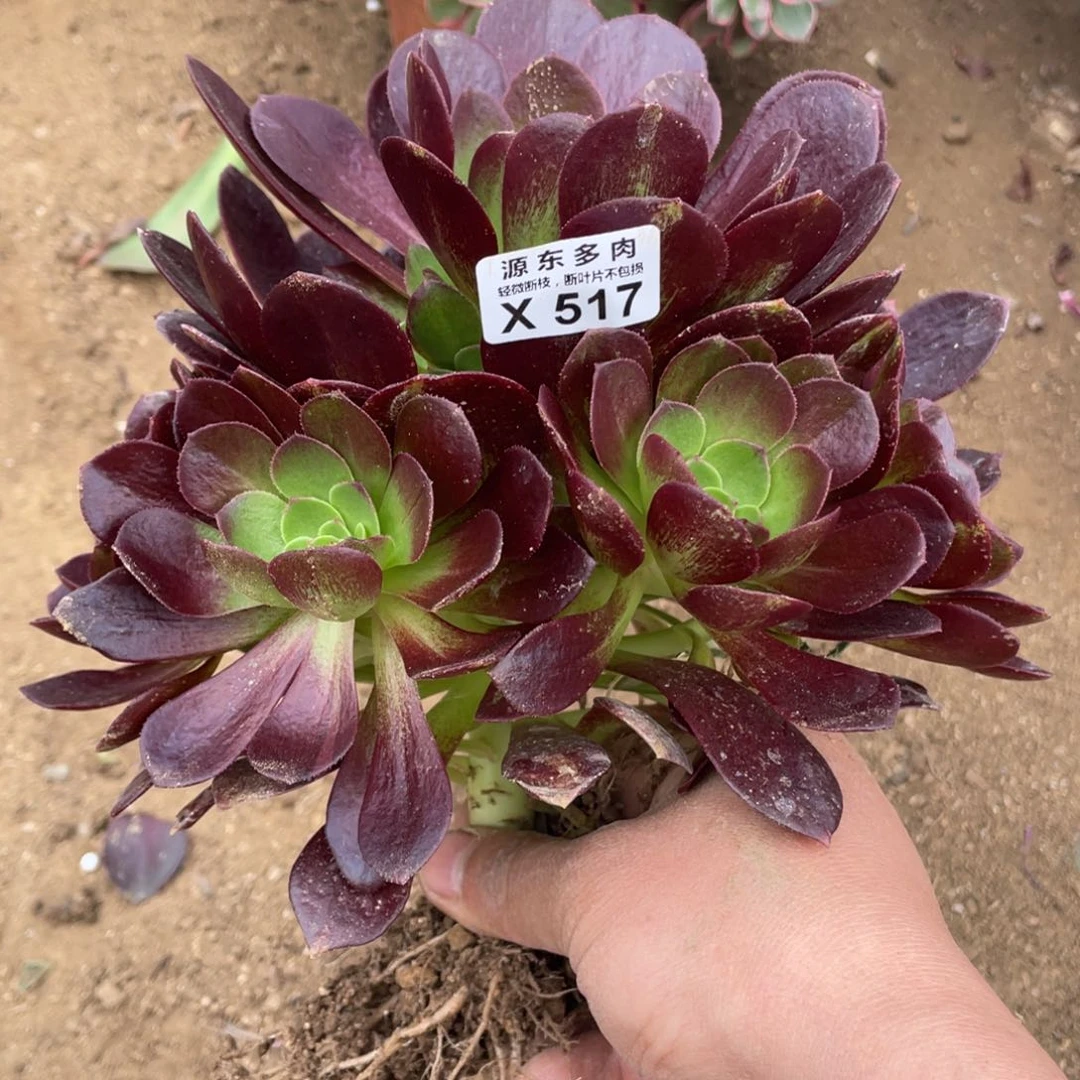 小黑寡妇多肉法师断枝不包