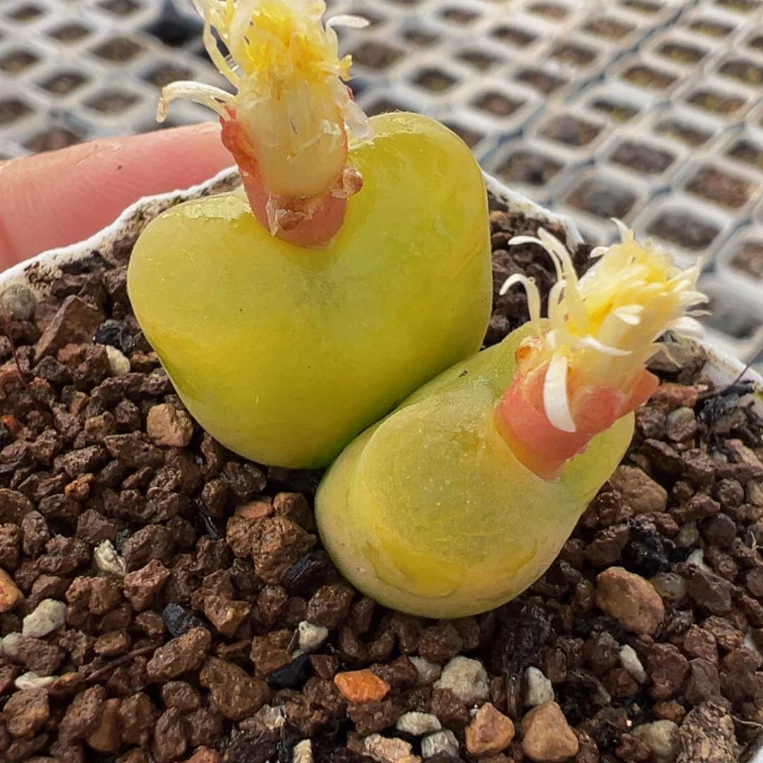 251多肉植物种类多样