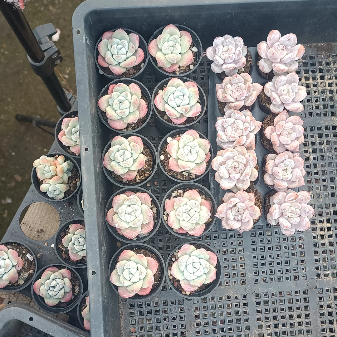 冰玉单头10颗橙子穴盘面10棵多肉植物