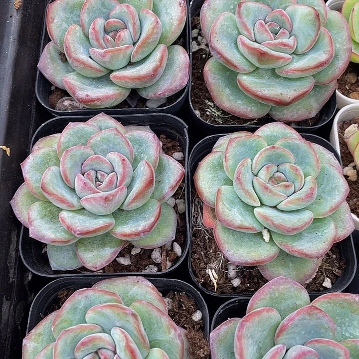 大泡芙带盆土发货