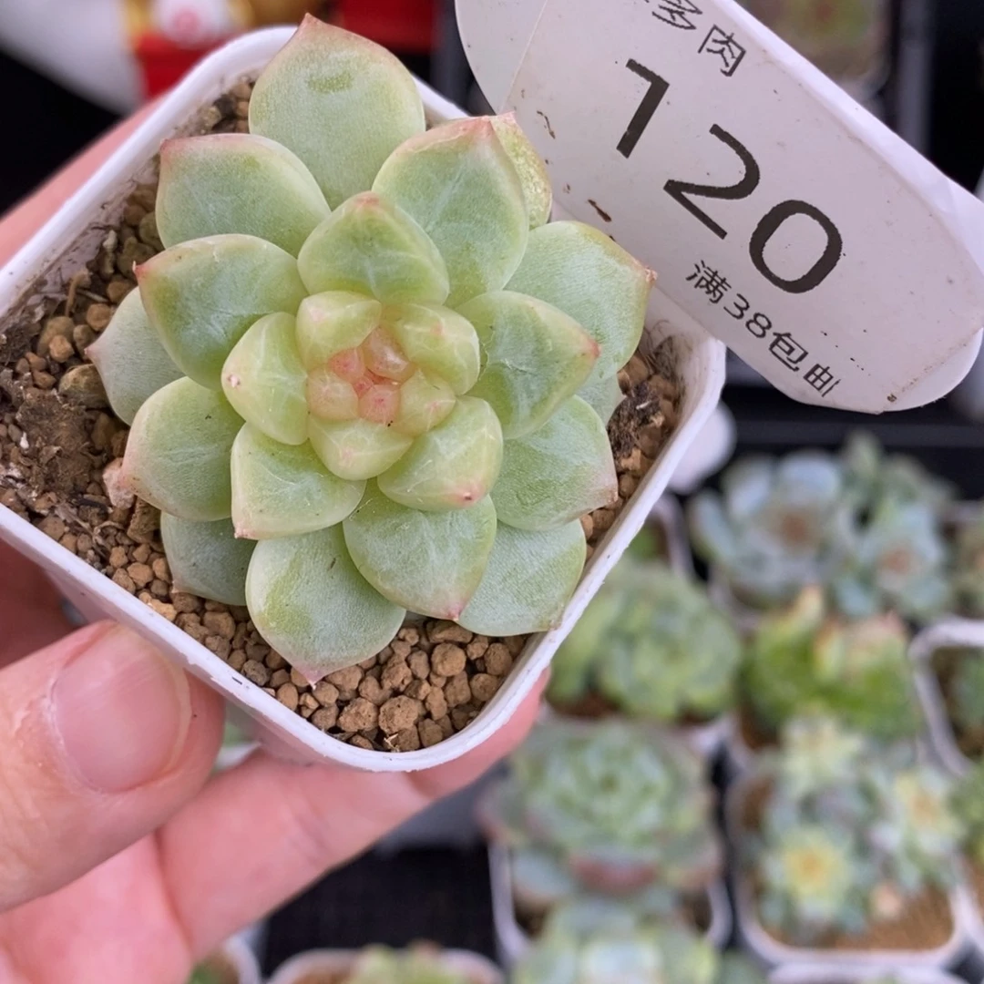 双头甜心一颗120号