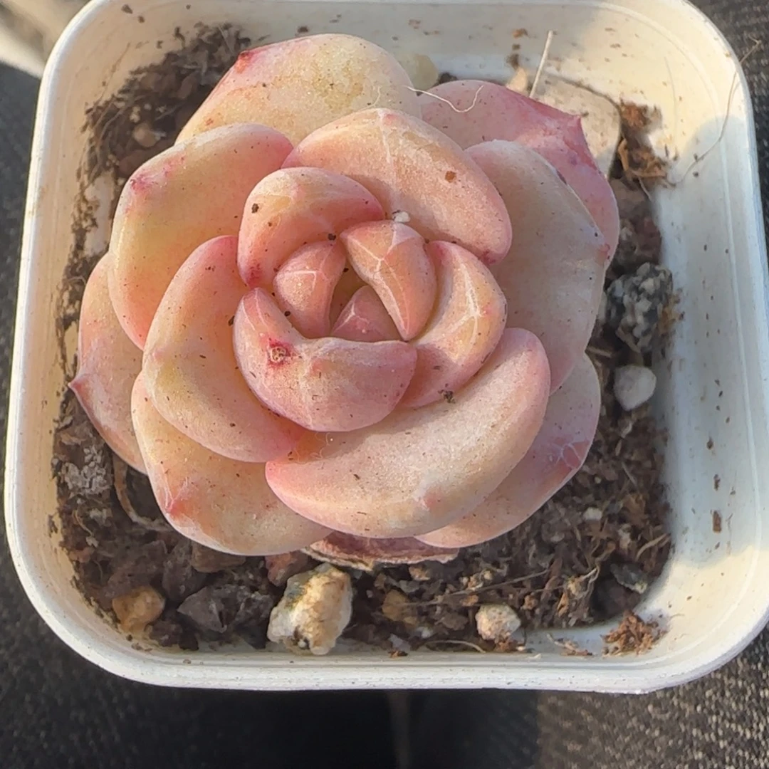 多肉小卡拉米糖心一物一拍