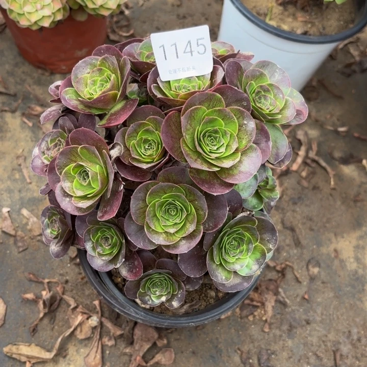 魅金玫瑰多肉处理不包断头1145