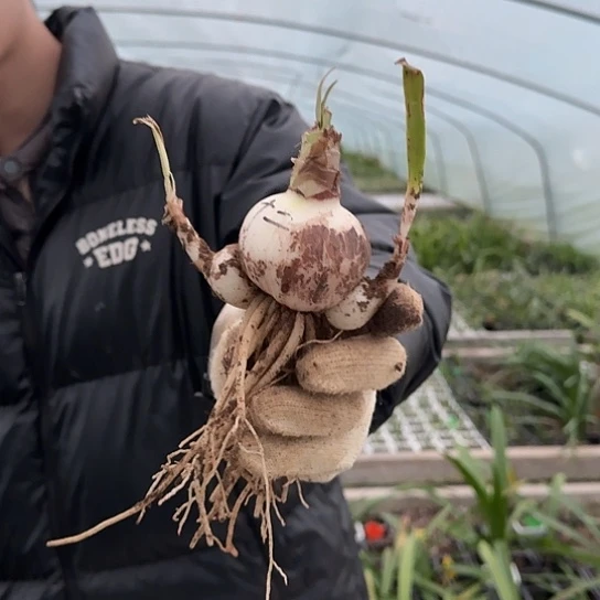 十二单衣5.5～6带两个侧 开花包对版