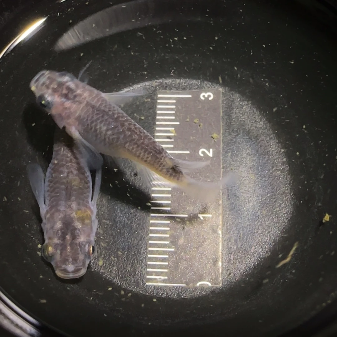 青鳉鱼一物一拍868