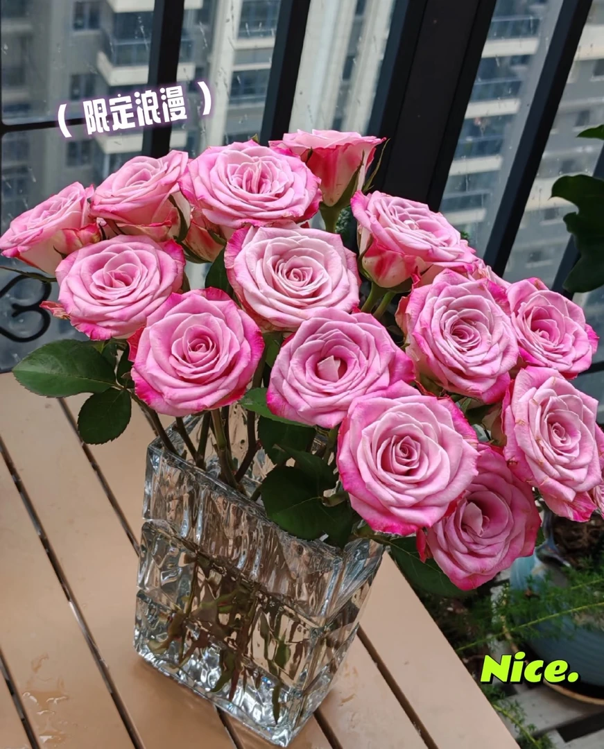 【方德】经典-艾莉森20支花头小杆子细花期长满2单中通特快冷链上门