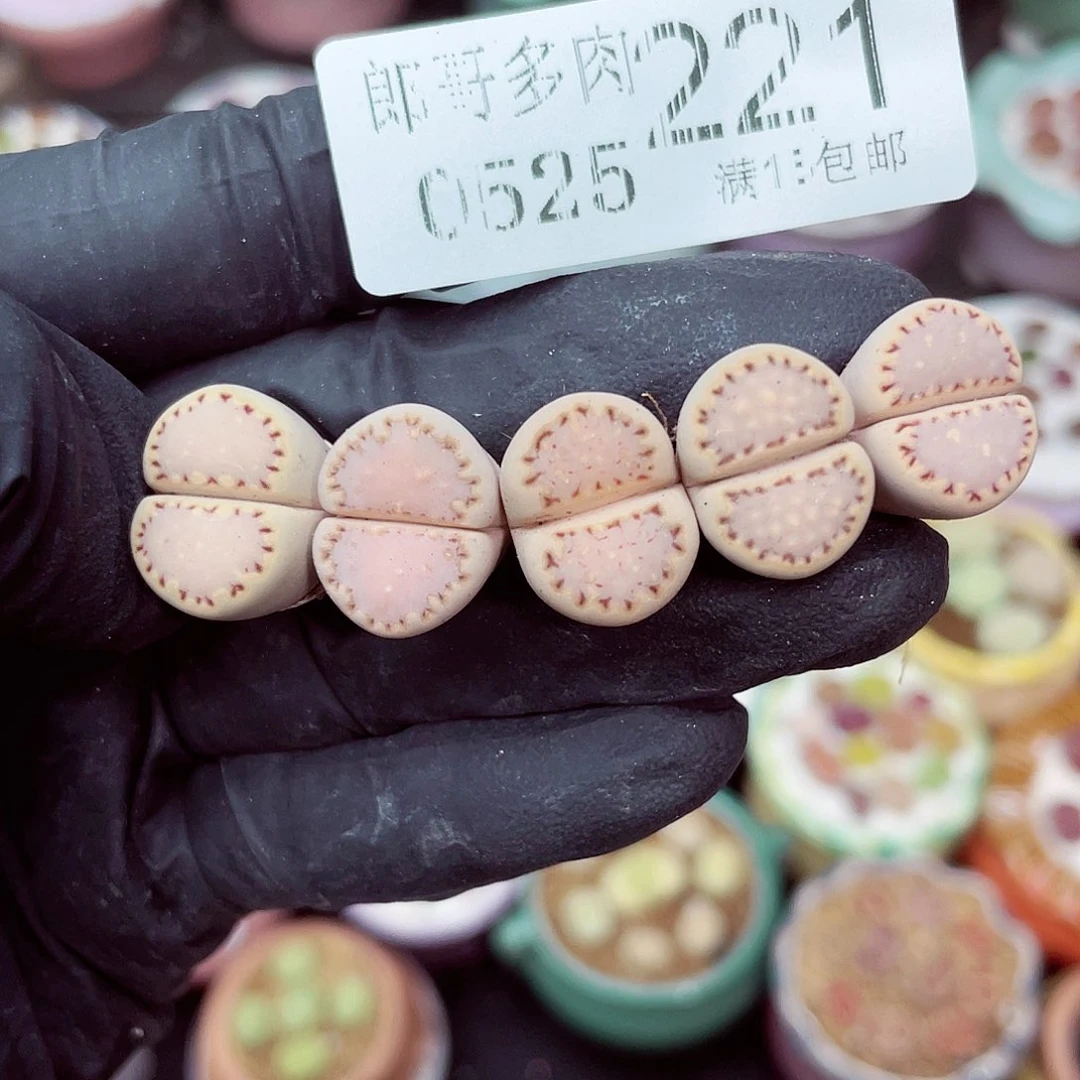 郎哥18包邮0525-221