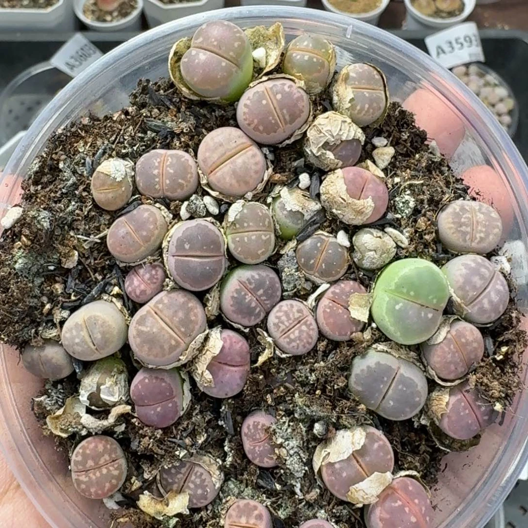 2623 生石花和肉锥