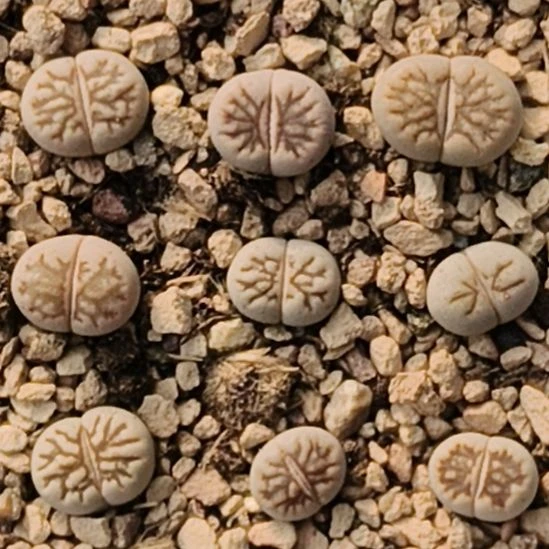 菊花石整盒多肉植物