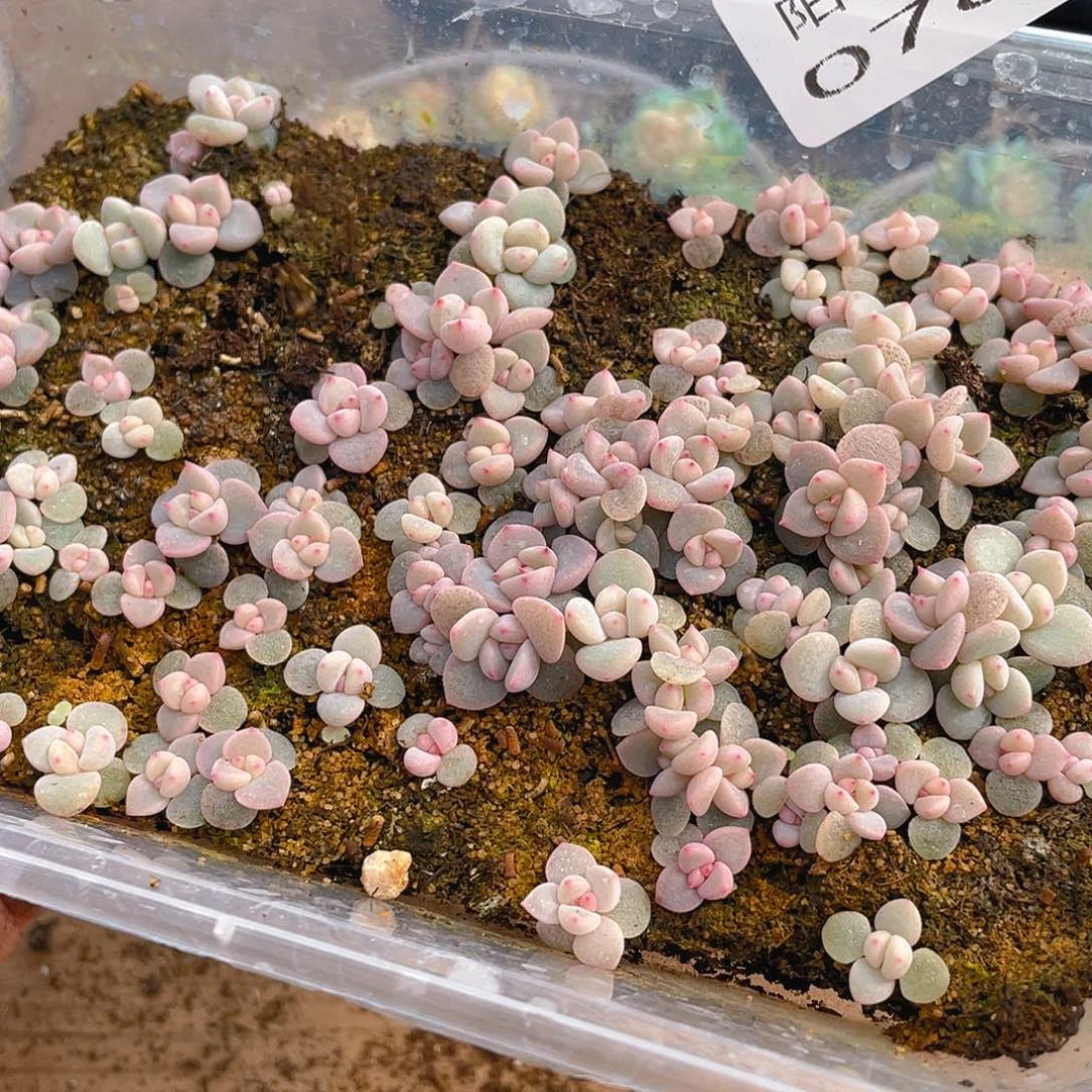 田***望多肉植物多肉植物783