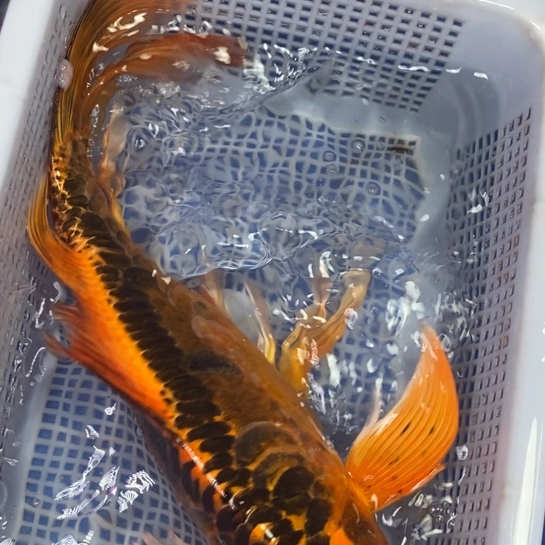 锦鲤冷水锦鲤包邮