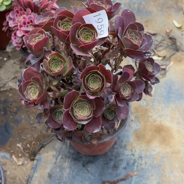 魅金玫瑰多肉处理不包断头1959