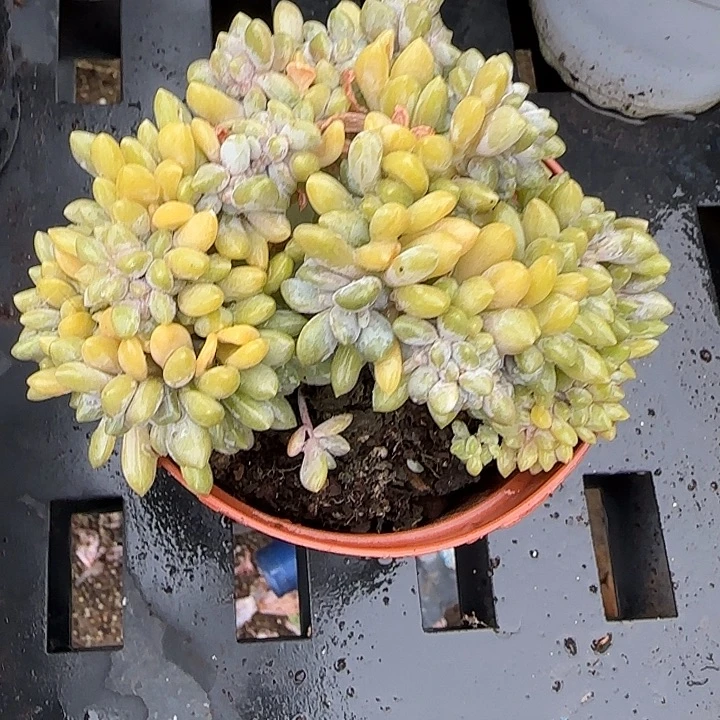 梅***0青蛙王子儿童牙膏11