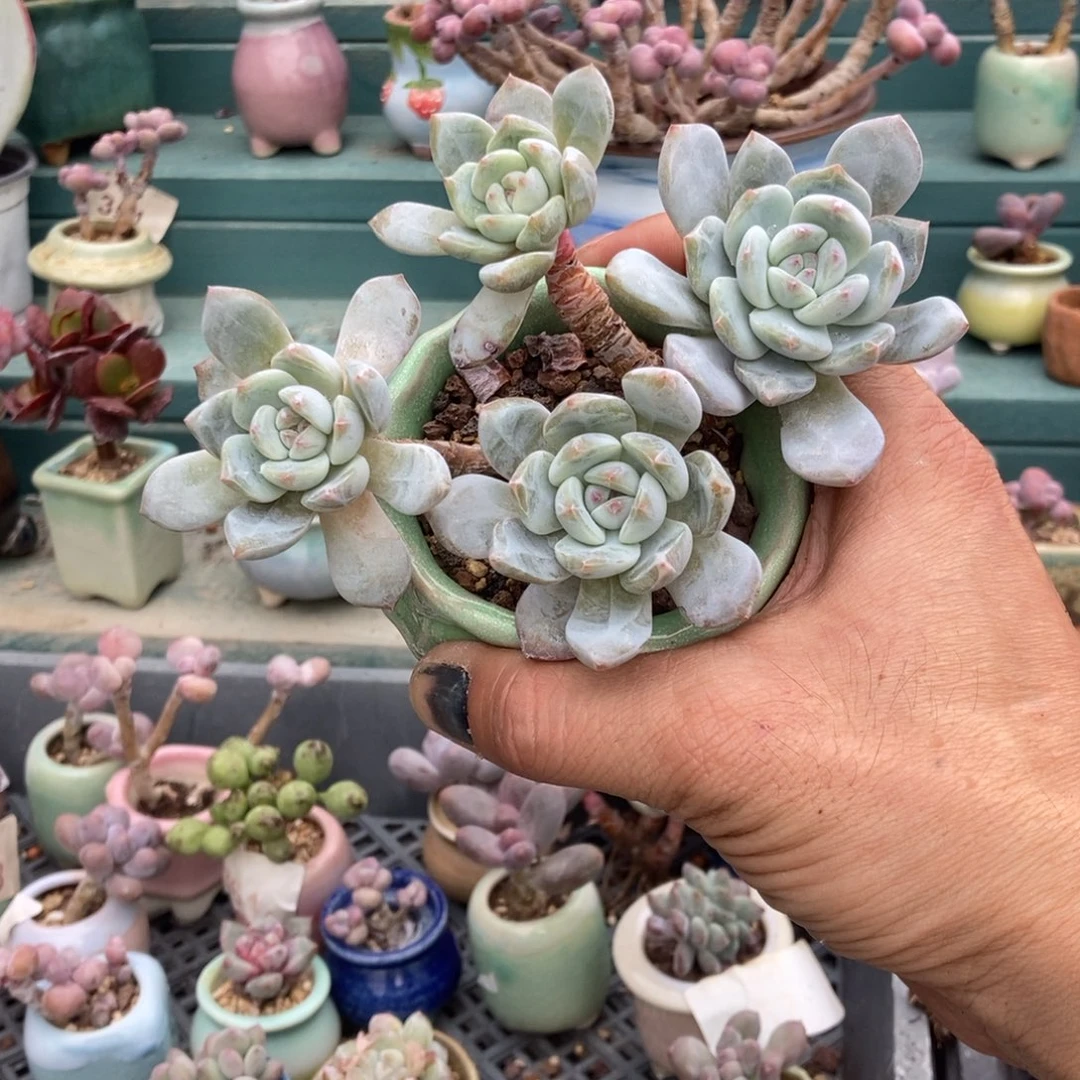 ～***～梦露老桩25带盆发货