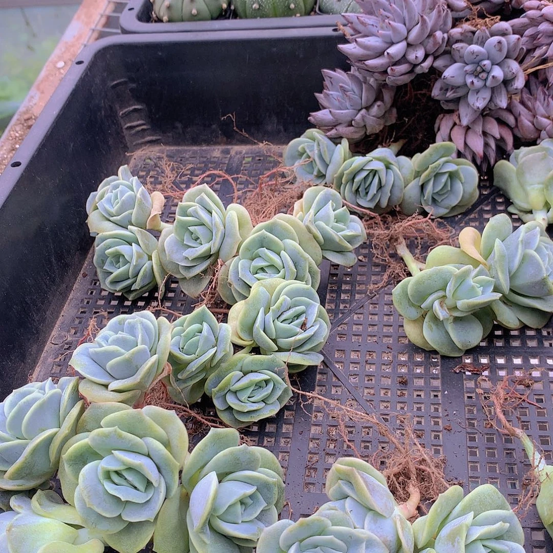 三颗可爱玫瑰捡漏单双三24577889999