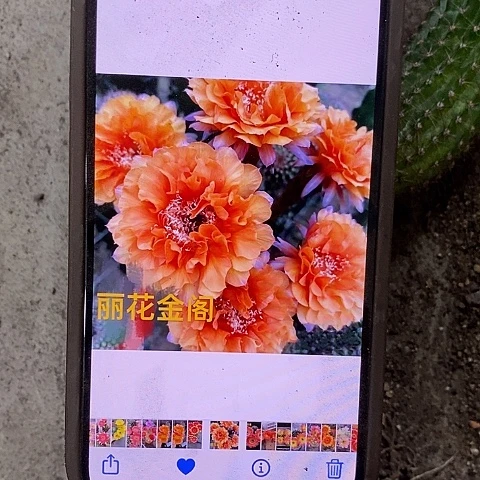 金阁仙人球，2578990