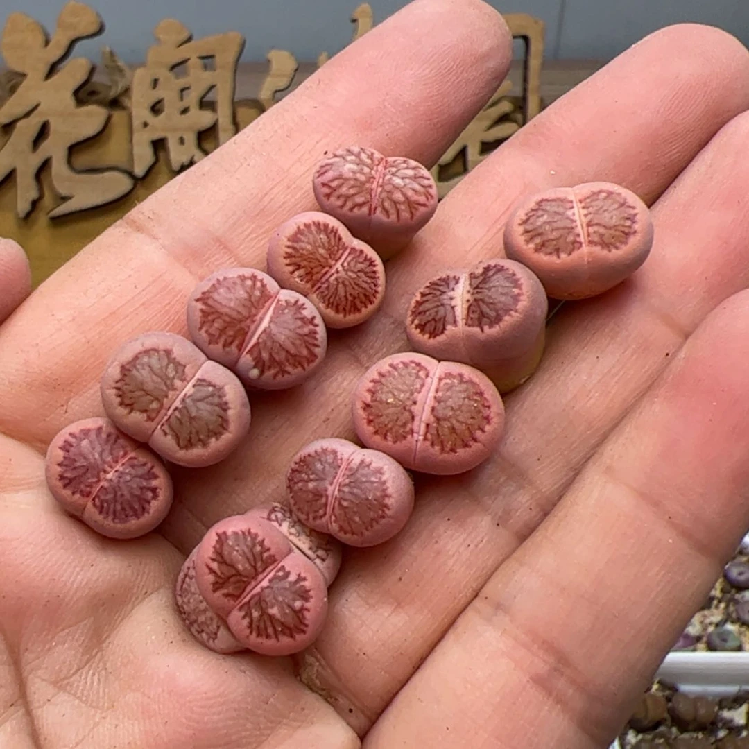 【闪购商品】00000001