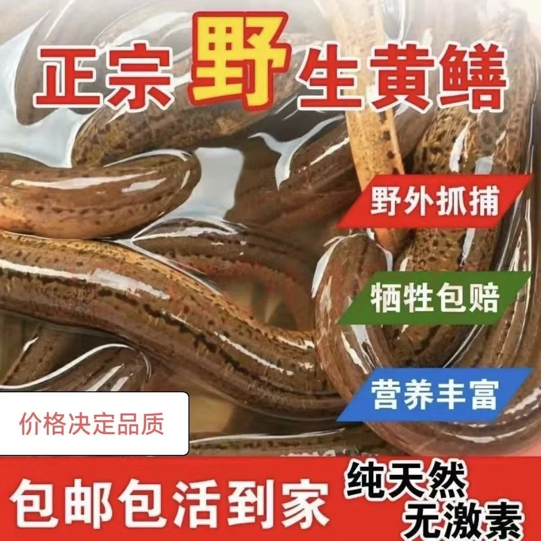 鲜活土鳝鱼活体发货正宗湖北乡野土黄鳝包邮打氧包活到家现捕现发