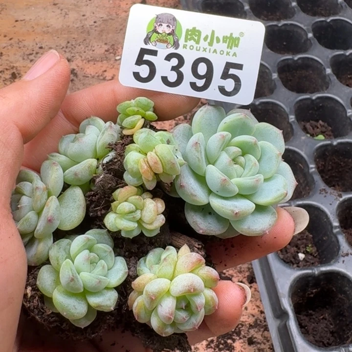 多肉植物多肉植物