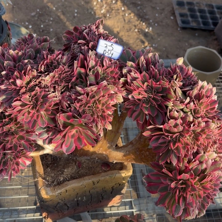 粉女巫缀多肉断枝不包54