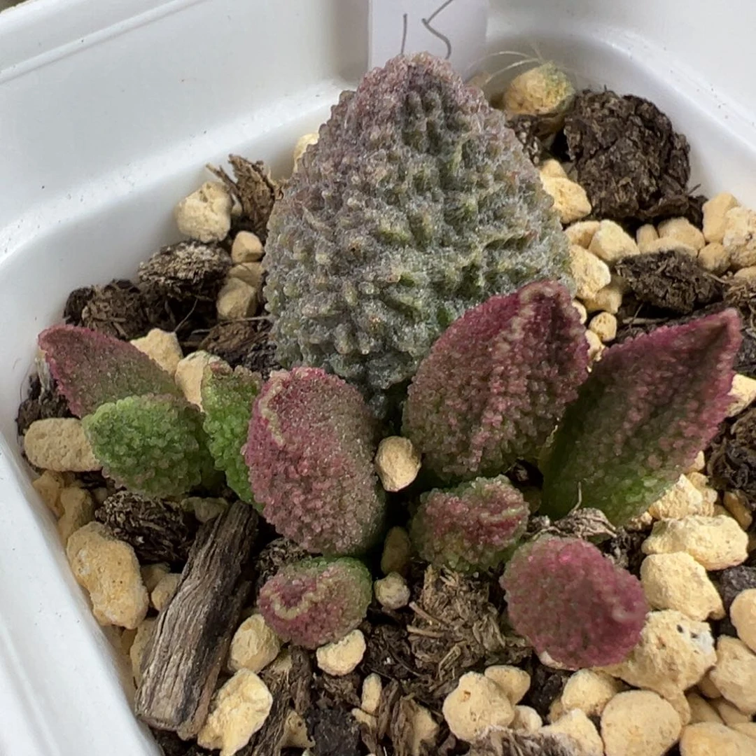 满纹颗粒款实生新品