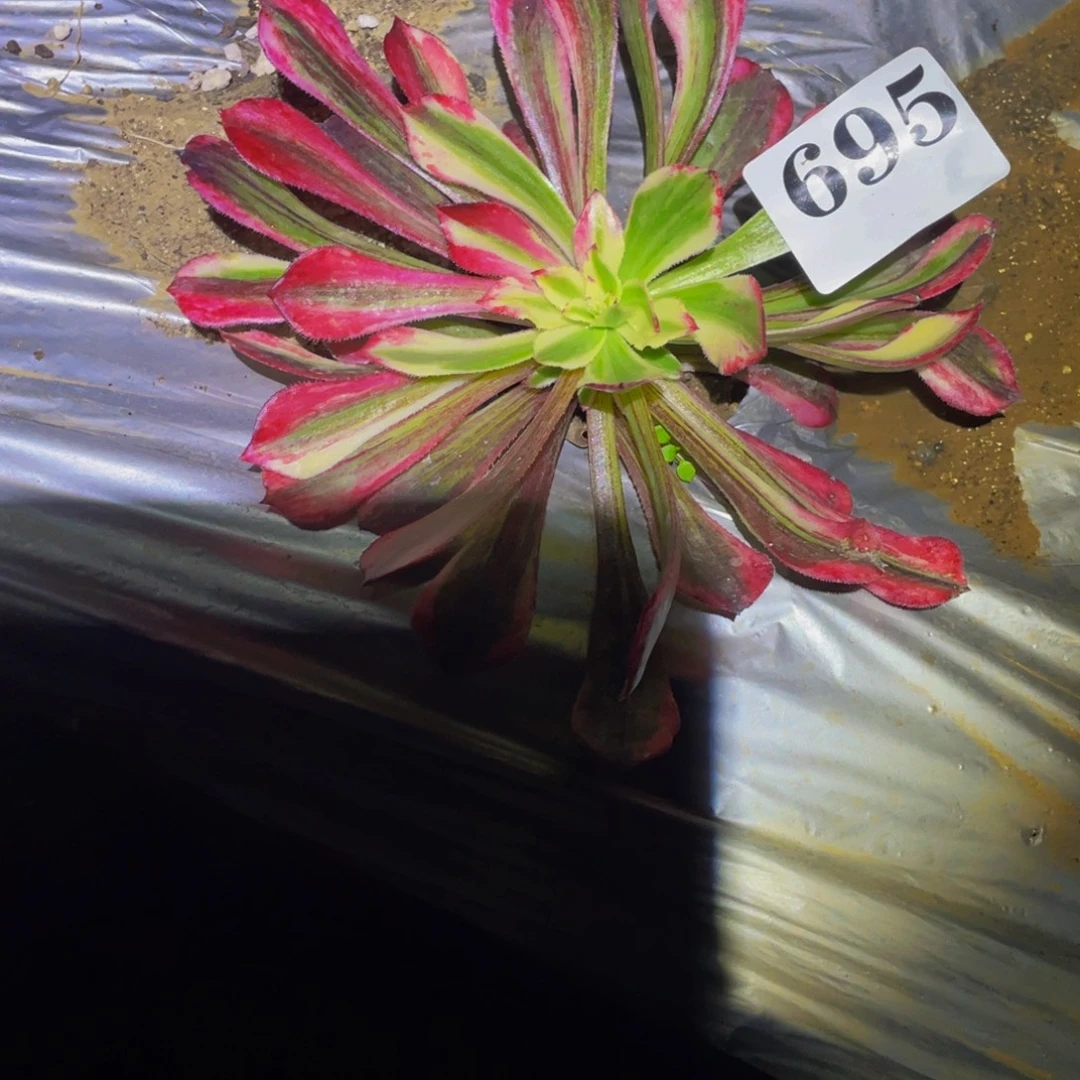 695同花顺多肉植物