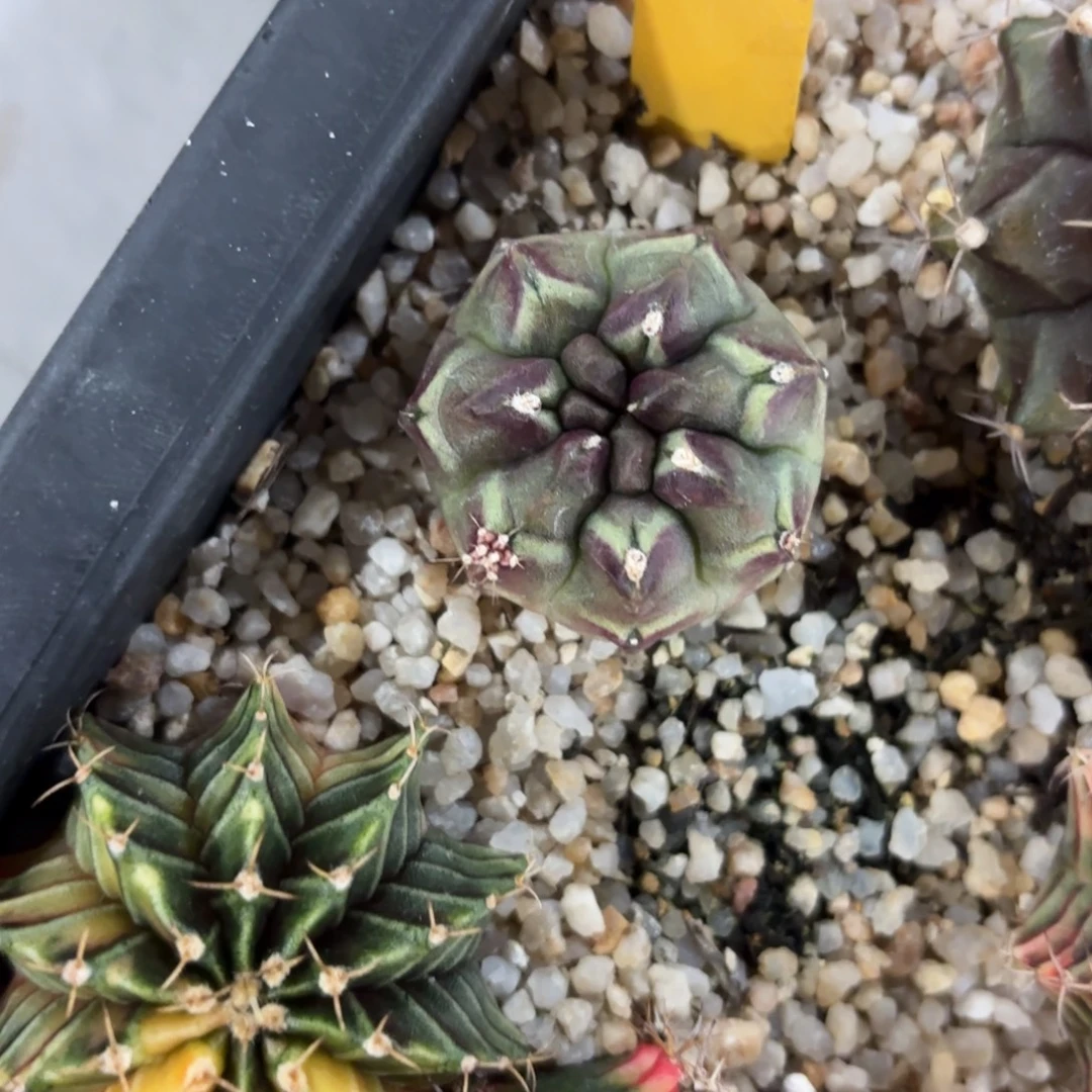 90-1227泰国发货多肉