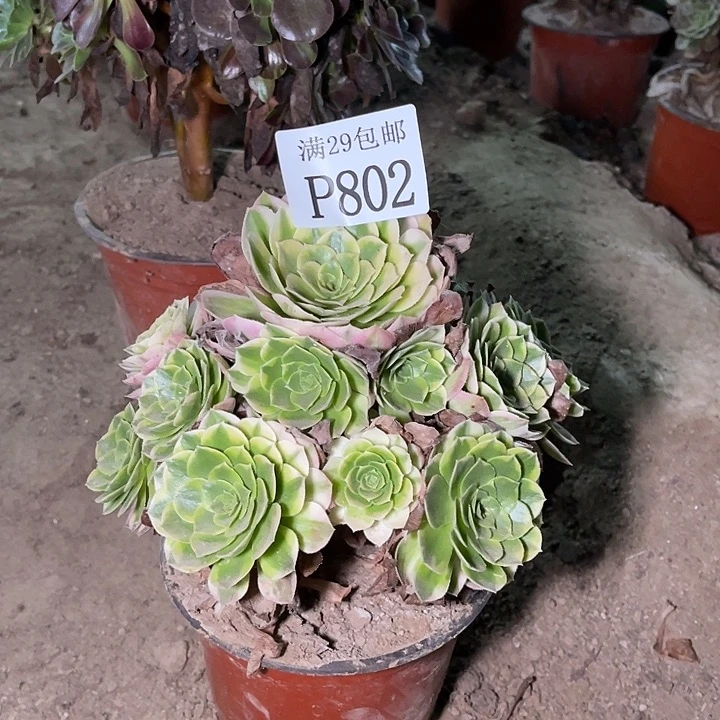 802海王多肉植物