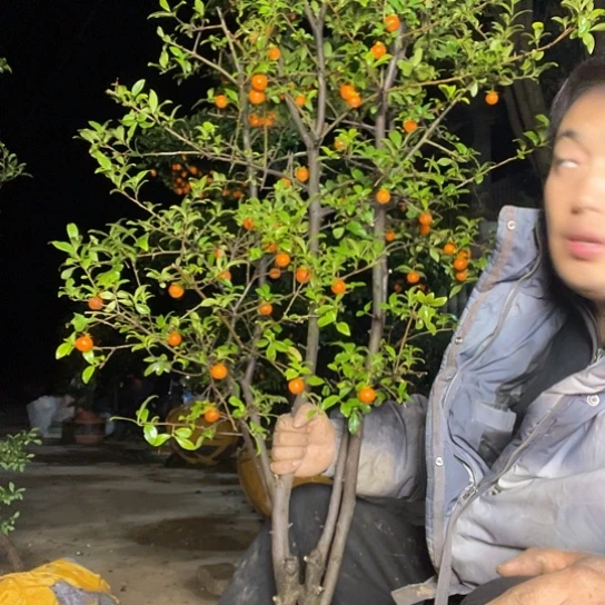 无花朵金弹子庭院选手品种